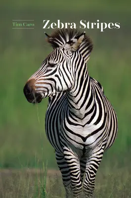 Rayas de cebra - Zebra Stripes