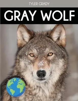 Lobo gris: Fascinantes datos sobre animales para niños - Gray Wolf: Fascinating Animal Facts for Kids