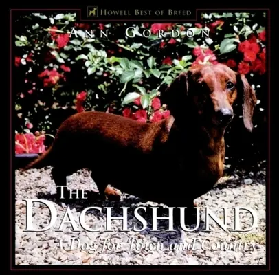 El Dachshund: Un perro para la ciudad y el campo - The Dachshund: A Dog for Town and Country