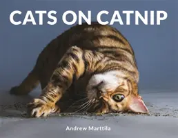 Gatos con hierba gatera - Cats on Catnip