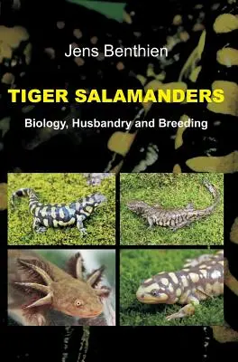 Salamandras tigre - Tiger Salamanders