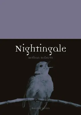 Ruiseñor - Nightingale