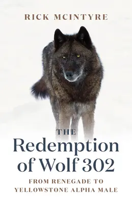 La redención de Wolf 302: De renegado a macho alfa de Yellowstone - The Redemption of Wolf 302: From Renegade to Yellowstone Alpha Male