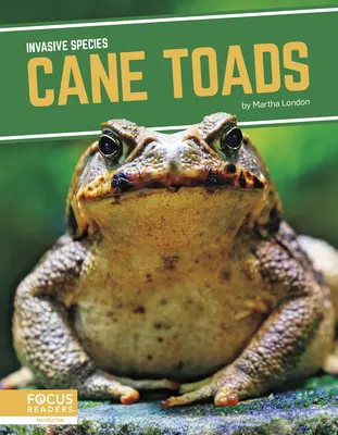 Sapos de caña - Cane Toads