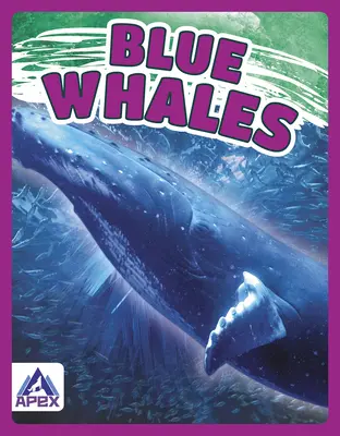 Ballenas azules - Blue Whales