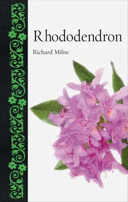 Rododendro - Rhododendron