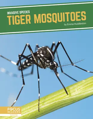 Mosquitos tigre - Tiger Mosquitoes