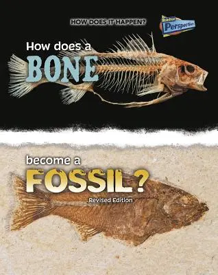 ¿Cómo se convierte un hueso en fósil? - How Does a Bone Become a Fossil?