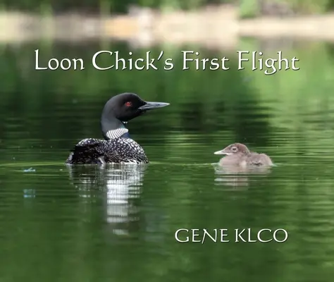 El primer vuelo de un polluelo de somorgujo - Loon Chick's First Flight