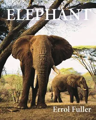 Elefante - Elephant