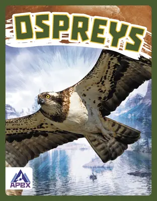 Águilas pescadoras - Ospreys