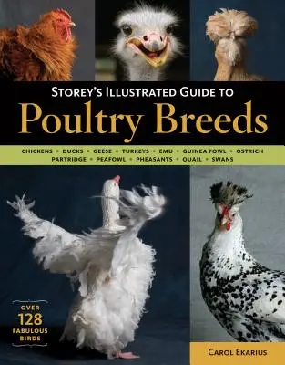 Storey's Illustrated Guide to Poultry Breeds: Pollos, Patos, Gansos, Pavos, Emúes, Pintadas, Avestruces, Perdices, Pavos reales, Faisanes, Codornices, S - Storey's Illustrated Guide to Poultry Breeds: Chickens, Ducks, Geese, Turkeys, Emus, Guinea Fowl, Ostriches, Partridges, Peafowl, Pheasants, Quails, S