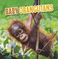 Crías de orangután - Baby Orangutans