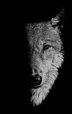 En compañía de lobos: Hombres lobo, lobos y niños salvajes - In the company of wolves: Werewolves, wolves and wild children