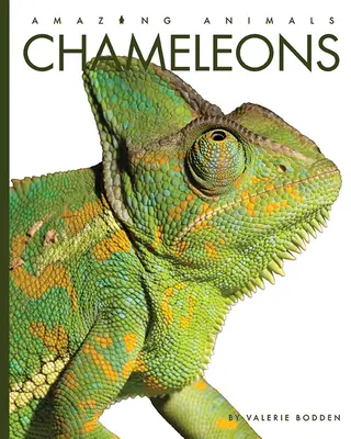 Camaleones - Chameleons