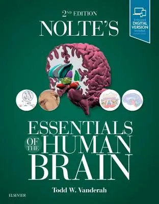 Lo esencial del cerebro humano de Nolte - Nolte's Essentials of the Human Brain