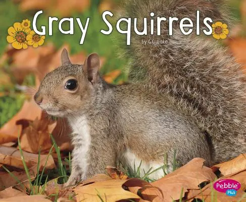 Ardillas grises - Gray Squirrels