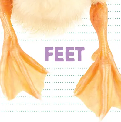 Pies - Feet