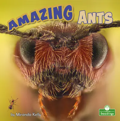 Hormigas Sorprendentes - Amazing Ants