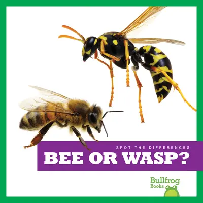 ¿Abeja o avispa? - Bee or Wasp?