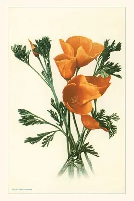 The Vintage Journal Amapolas de California - The Vintage Journal California Poppies