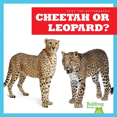 ¿Guepardo o leopardo? - Cheetah or Leopard?