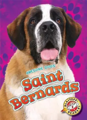 San Bernardos - Saint Bernards