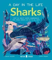 Tiburones (Un día en la vida) - ¿Qué hacen todo el día los tiburones blancos, los tiburones martillo y los tiburones ballena? - Sharks (A Day in the Life) - What Do Great Whites, Hammerheads, and Whale Sharks Get Up To All Day?