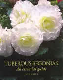 Begonias tuberosas - Guía esencial - Tuberous Begonias - An Essential Guide