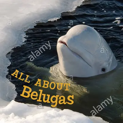 Todo sobre las Belugas: English Edition - All about Belugas: English Edition