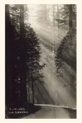 Diario Vintage Rayos de sol y secuoyas - Vintage Journal Sunbeams and Redwoods