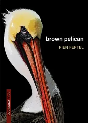 Pelícano pardo - Brown Pelican