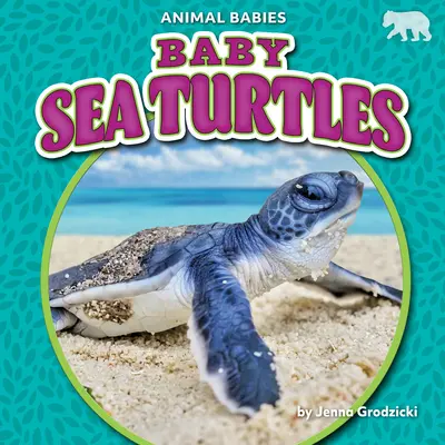 Tortuguitas marinas - Baby Sea Turtles