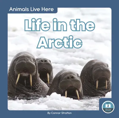 La vida en el Ártico - Life in the Arctic