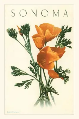 Diario Vintage California Poppies, Sonoma - Vintage Journal California Poppies, Sonoma