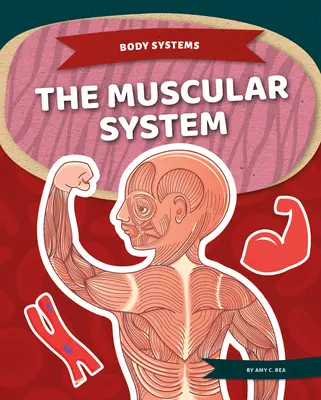 El sistema muscular - The Muscular System