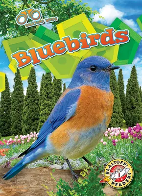 Bluebirds