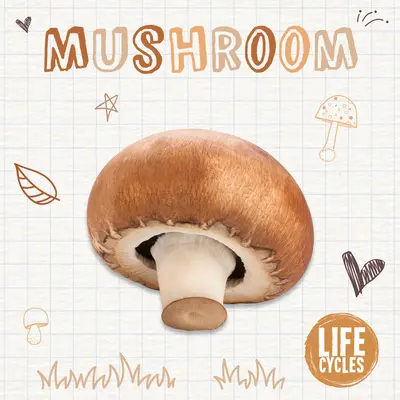 Champiñón - Mushroom