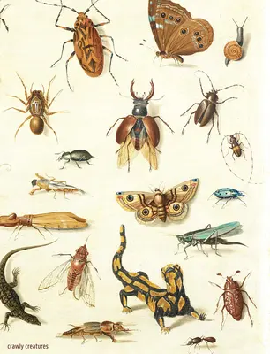 Crawly Creatures: Representación y apreciación de insectos y otros bichos en el arte y la ciencia - Crawly Creatures: Depiction and Appreciation of Insects and Other Critters in Art and Science