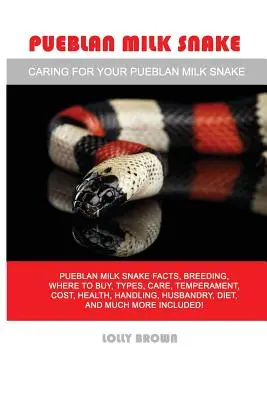 Serpiente de Leche de Pueblan: Serpiente de Leche Pueblan hechos, cría, dónde comprar, tipos, cuidado, temperamento, costo, salud, manejo, cría, dieta, a - Pueblan Milk Snake: Pueblan Milk Snake facts, breeding, where to buy, types, care, temperament, cost, health, handling, husbandry, diet, a