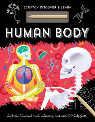 Cuerpo humano - Human Body