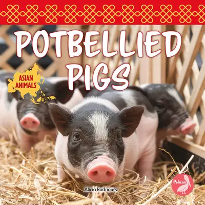 Cerdos panzudos - Potbellied Pigs