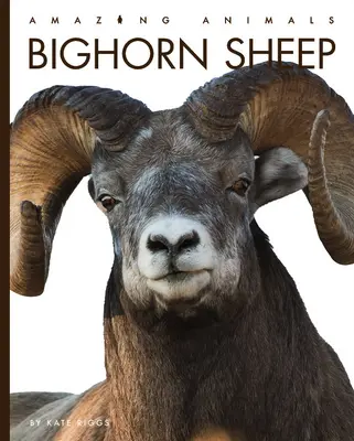 Borrego Cimarrón - Bighorn Sheep