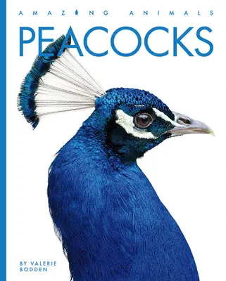 Pavos reales - Peacocks