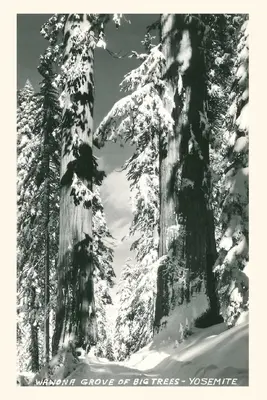 Diario Vintage Wawona Grove of Big Trees, Yosemite - Vintage Journal Wawona Grove of Big Trees, Yosemite