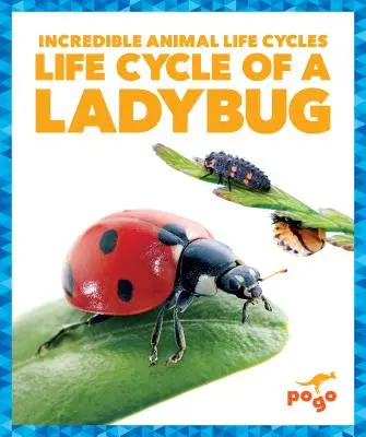 Ciclo de vida de la mariquita - Life Cycle of a Ladybug