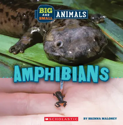 Anfibios (El mundo salvaje: animales grandes y pequeños) - Amphibians (Wild World: Big and Small Animals)