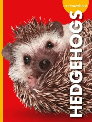 Curiosidad por los erizos - Curious about Hedgehogs