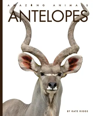 Antílopes - Antelopes