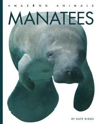 Manatíes - Manatees